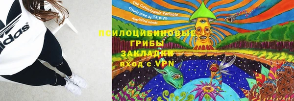 прущие грибы Алзамай